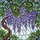 Cascading Wisteria Flowers Tiffany Glass Style Art, Luminous Sky Mosaic & Lush Leaves Stained Glass Suncatcher - 5