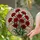 Red Carnation Bouquet Stained Glass Mosaic Art - Tiffany Style Translucent Floral Home Decor Stained Glass Suncatcher - 1
