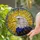 Bald Eagle Head Stained Glass Tiffany Sunburst Art - Intricate Mosaic Jewel Tone Design Stained Glass Suncatcher - 1