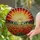 Glowing Poppy Meadow Stained Glass Sunrise - Translucent Wildflower Hill Landscape Art Stained Glass Suncatcher - 1