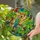 Colorful Parrot Stained Glass Mosaic Art - Tiffany Style Jewel Tones Home Window Decor Stained Glass Suncatcher - 1