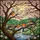 Five Orange Chest Birds Pink Cherry Blossom Stained Glass Art - Tiffany Style Decor Stained Glass Suncatcher - 5