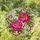 Tiffany Style Peony Flowers Stained Glass Mosaic Art - Translucent Window Panel Stained Glass Suncatcher - 2