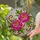Tiffany Style Peony Flowers Stained Glass Mosaic Art - Translucent Window Panel Stained Glass Suncatcher - 1