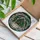 Intricate Potted Polka Dot Begonia Stained Glass Art - Tiffany Botanical Nature Gift Stained Glass Suncatcher - 3
