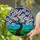 Tiffany Stained Glass Blossoming Tree with Creamy White Flowers Blue Sky Green Hills Landscape Stained Glass Suncatcher - 1
