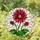 Stained Glass Dahlia Flower Red Fuchsia Mosaic Window Decor Glowing Jewel Tones Stained Glass Suncatcher - 2