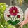 Stained Glass Dahlia Flower Red Fuchsia Mosaic Window Decor Glowing Jewel Tones Stained Glass Suncatcher - 1