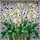 Highly Detailed Six Calla Lily Bouquet Stained Glass Tiffany Style Floral Art Decor Gift Stained Glass Suncatcher - 5