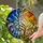 Blue Bird Bell Flower Tiffany Style Stained Glass Sunset Night Sky Mosaic Art Stained Glass Suncatcher - 1