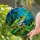 Red-Eyed Tree Frog Stained Glass Tiffany Style - Jungle Leaves Blue Teal Jewel Tones Stained Glass Suncatcher - 1