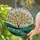 Intricate Peach Tree Blossom Stained Glass Tiffany Rolling Hills Landscape Stained Glass Suncatcher - 1