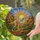 Tyrannosaurus Rex Skeleton Stained Glass Dinosaur Ancient Rocky Landscape Design Stained Glass Suncatcher - 1