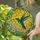 Iridescent Hummingbird Tiffany Stained Glass Daisy Flower Sunlight Sky Design Stained Glass Suncatcher - 1