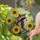 Raccoon Sunflower Stained Glass Art - Tiffany Style Jewel Tone Natural Mosaic Design Stained Glass Suncatcher - 1