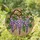 Cascading Wisteria Purple Flowers Stained Glass - Tiffany Style Home Decor Gift Stained Glass Suncatcher - 2