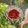 Red Poppy Stained Glass Art, Tiffany Style Floral Mosaic Window Decor Stained Glass Suncatcher - 1