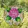 Fuchsia Pink Hydrangea Stained Glass Mosaic Tiffany Style Jewel Tones Emerald Green Golden Yellow Stained Glass Suncatcher - 2