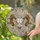 Detailed Ram Skull Stained Glass Art Mosaic - Tiffany Style Jewel Tone Intricate Pattern Stained Glass Suncatcher - 1