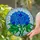 Blue Hydrangea Flowers Tiffany Stained Glass Artwork with Green Leaves & Mosaic Sky Stained Glass Suncatcher - 1