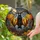 Black Bat Jack-O'-Lantern Full Moon Autumn Decor - Spooky Season Halloween Window Art Stained Glass Suncatcher - 1