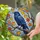 Majestic Raven Autumn Leaves Tiffany Glass Jewel Tone - Intricate Cracked Ice Mosaic Home Decor Stained Glass Suncatcher - 1