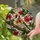 European Goldfinch Bird Stained Glass Art Mossy Branch Red Berries Window Home Decor Stained Glass Suncatcher - 1