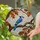 Blue Jay Stained Glass Oak Branch Autumn Leaves, Tiffany Style Mosaic Window Decor Stained Glass Suncatcher - 1