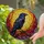 Majestic Black Raven Stained Glass Iridescent Feathers Tiffany Style Glowing Sunset Sky Stained Glass Suncatcher - 1