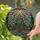 Christmas Tree Stained Glass Mosaic Sunburst Star - Tiffany Style Holiday Decor Gift Stained Glass Suncatcher - 1