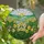 Bright Daffodil Stained Glass Art Tiffany Style - Yellow Flowers Green Hills River Sun Stained Glass Suncatcher - 1