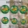 Stained Glass Peaches Orange Yellow Red Cream Flowers Emerald Teal Green Foliage Stained Glass Suncatcher - 4
