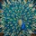 Majestic Peacock Stained Glass Art Tiffany Style Jewel Tones Iridescent Tail Feathers Stained Glass Suncatcher - 5