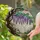 Purple Lavender Wisteria Tiffany Glass Sun Rays - Gnarled Floral Branch Window Decor Stained Glass Suncatcher - 2