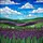 Lavender Flower Field Rolling Hills Blue Sky Clouds Colorful Tiffany Stained Glass Stained Glass Suncatcher - 5