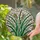 Tiffany Stained Glass Lush Green Grass Blades Wheat Seed Head Mosaic Jewel Tones Stained Glass Suncatcher - 2