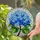 Blue Hydrangea Flowers Stained Glass Mosaic Art - Intricate Jewel Tones Green Leaves Stained Glass Suncatcher - 2