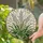 White Ornamental Grass Wheat Stalks Stained Glass Mosaic Art - Botanical Nature Decor Stained Glass Suncatcher - 2