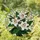 Three White Lilies Stained Glass Floral Mosaic Art - Tiffany Style Green Yellow Red Bloom Stained Glass Suncatcher - 1