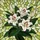 Three White Lilies Stained Glass Floral Mosaic Art - Tiffany Style Green Yellow Red Bloom Stained Glass Suncatcher - 5