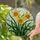 Three Daffodil Flowers Tiffany Style Stained Glass Mosaic - Sunny Home Art Gift Stained Glass Suncatcher - 2