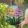 Tiffany Style Stained Glass Blooming Orchid Flowers, Golden Yellow Fuchsia Colorful Intricate Art Stained Glass Suncatcher - 2