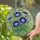 Morning Glory Flowers Tiffany Style Stained Glass - Intricate Mosaic Art with Vines & Buds Stained Glass Suncatcher - 2