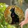 Black Cat Green Eyes Tiffany Stained Glass Golden Butterflies Floral Foliage Mosaic Stained Glass Suncatcher - 2
