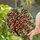 Tiffany Style Cherry Tree Red Cherries Green Leaves Stained Glass Dappled Light Decor Stained Glass Suncatcher - 2