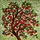 Tiffany Style Cherry Tree Red Cherries Green Leaves Stained Glass Dappled Light Decor Stained Glass Suncatcher - 5