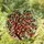 Tiffany Style Cherry Tree Red Cherries Green Leaves Stained Glass Dappled Light Decor Stained Glass Suncatcher - 1