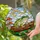 Green Frog on Log with Mushrooms - Tiffany Style Stained Glass Jewel Tones Art Stained Glass Suncatcher - 2