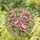 Edge-to-Edge Peony Flowers Stained Glass Mosaic - Jewel Tone Tiffany Art Design Stained Glass Suncatcher - 1