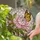 Pink Peony Monarch Butterfly Tiffany Stained Glass Art - Nature Lover Home Decor Gift Stained Glass Suncatcher - 2